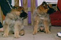 Schneeberg Wild Xander & Willow Wind