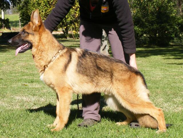 Bruvic Bobbys Basko AZ BSCL2 (IID) x *Ch Schneeberg Pure Charm AZ