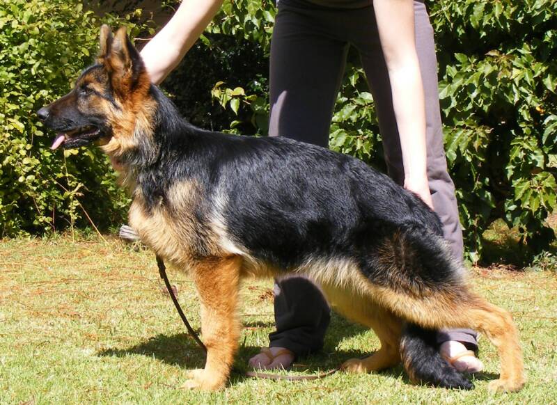 Ch LaShadas Xhibitionist AZ BSCL1 x Freevale Jealous Eyes AZ