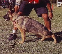 Ch Dellahund Justa Crusader AZ BSCL1 x Schneeberg Willow Wind AZ BSCL1