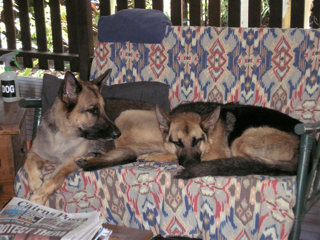 Talan (Demtori Gladiator x Schneeberg Willow Wind) & His Mate Jed 