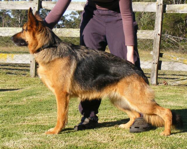 Ch Schneeberg Pure Talent AZ BSCL1 x Freevale Jealous Eyes AZ
