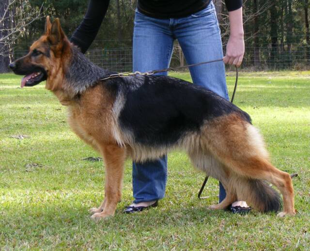 Ch. Schneeberg Pure Talent AZ BSCL1 x Freevale Jealous Eyes AZ
