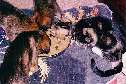 Schneeberg Willow Wind Puppies