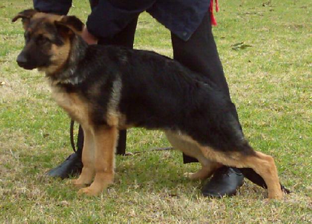Gagarin Von Bad Boll SCHH3 FH1 Kkl 1 (Imp Gmy)  x Ch Freevale Star Performer AZ