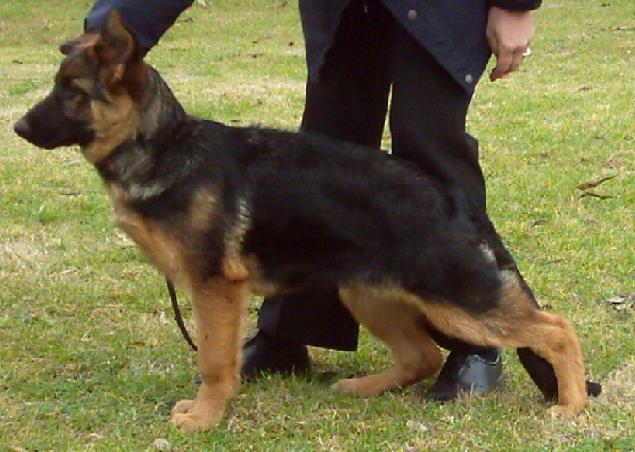 Gagarin Von Bad Boll SCHH3 FH1 Kkl 1 (Imp Gmy) x Ch Freevale Star Performer AZ