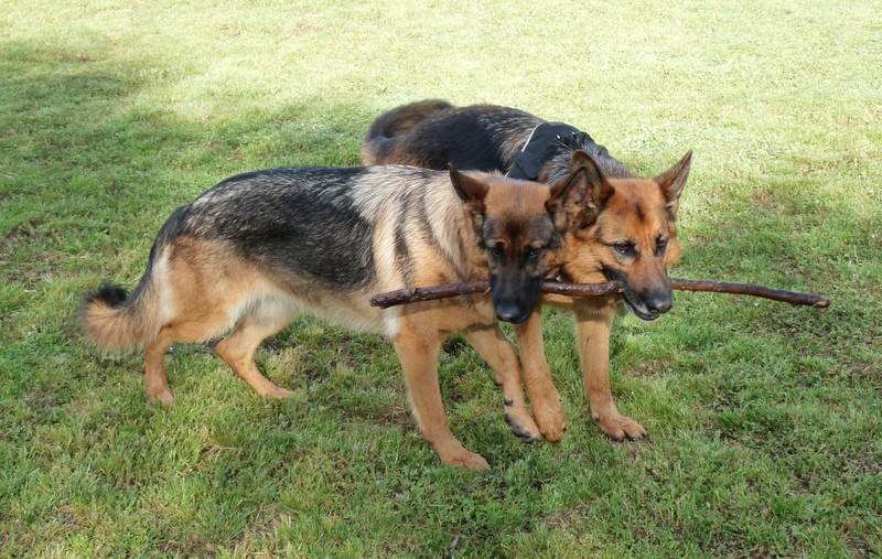 Cayla (Fremont TooHot To Handle x Schneeberg Pure Charm)  & Tunda (Schneeberg Pure Talent x Freevale Jealous Eyes)