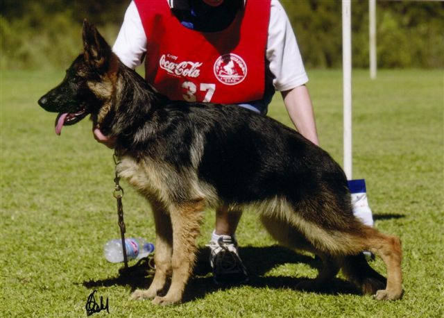 Igor Von Pallas Athene (Imp Gmy) x Ch Stunadel Nympho AZ BSCL1